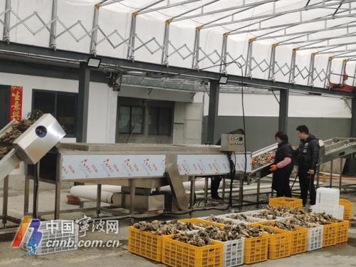 寧波人迎來專屬專業(yè)生蠔清洗加工廠，服務(wù)更貼心